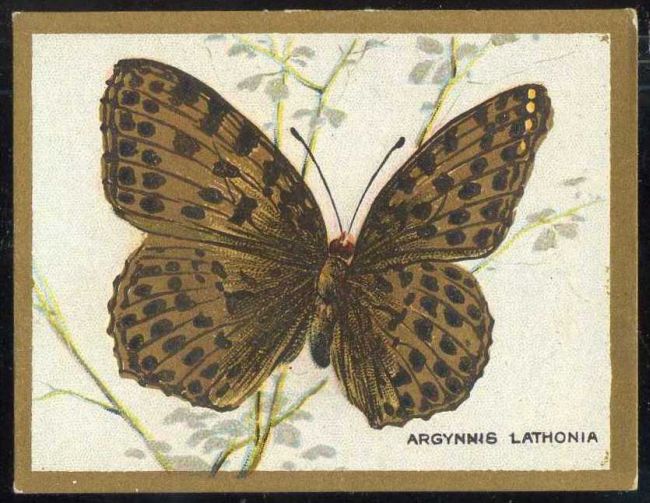 Argynnis Lathonia